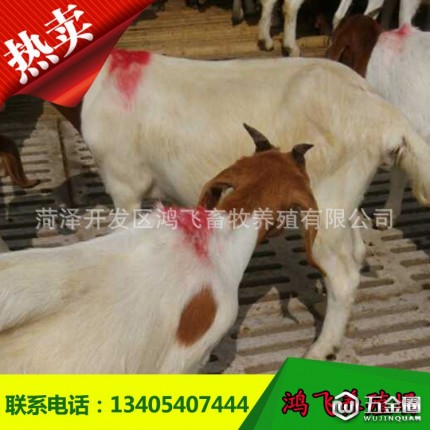 波爾山種羊價(jià)格 山東波爾山羊多些錢一只 波爾山羊羊羔 肉羊飼料