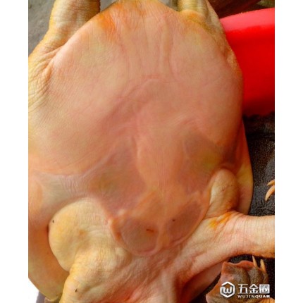 大量品牌甲魚(yú).無(wú)公害老鱉.外塘養(yǎng)殖多年自然生存.不喂飼料