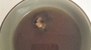 王老吉里有死老鼠？食品安全問題緣何維權(quán)難