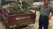 為了給螃蟹“吸毒”，養(yǎng)殖戶種植 1155 株罌粟