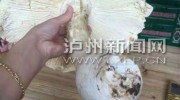 當(dāng)心！野生菌已進(jìn)入生長(zhǎng)期 瀘州又有人吃野生蘑菇中毒了