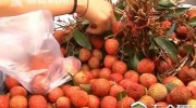 6歲男孩吃荔枝后上吐下瀉 檢查發(fā)現(xiàn)竟患上胃腸炎