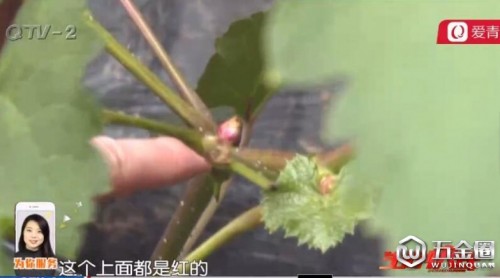 青島：葡萄種了半年多卻不知道種的啥 經(jīng)銷(xiāo)商稱是農(nóng)戶摻假了