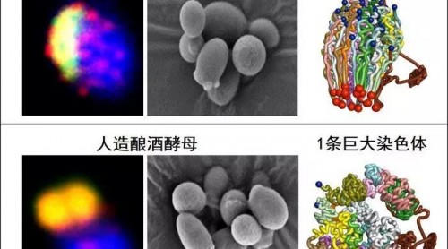 我國科學(xué)家造簡約生命體:首例人造單染色體真核細(xì)胞