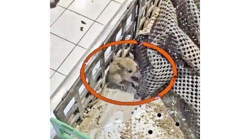 浙江安吉物美超市又現(xiàn)“老鼠門” 下一步將進行全面整改、聯(lián)合消殺