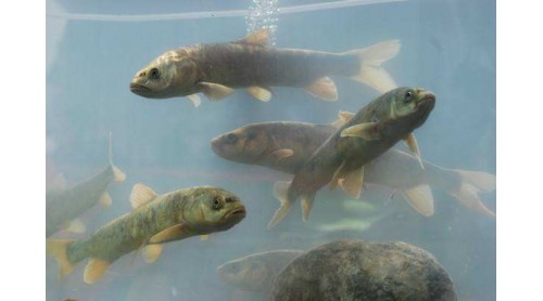 網(wǎng)友水煮保護(hù)動(dòng)物湟魚(yú)還拍短視頻？ 官方：涉事者已找到 正在調(diào)查