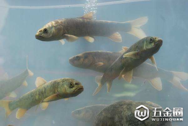 湟魚為保護動物