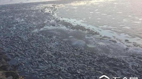 呼倫貝爾一河流現(xiàn)大量死魚 官方：因越冬死亡