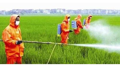 人工“喂大”危害大，食品還是“有機(jī)”好