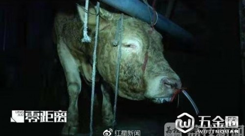 12小時被注水120斤，黃牛痛到跪倒 監(jiān)管部門：兩屠宰點已被取締