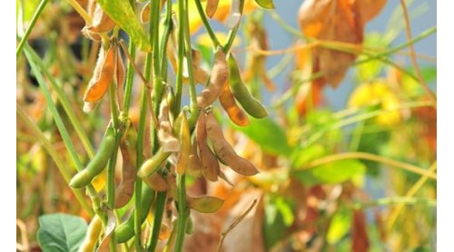 我國大豆產量減少 明年種植面積有望擴大