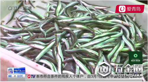 嘗鮮！面條魚(yú)上市 海鮮整體價(jià)格下降3到4元