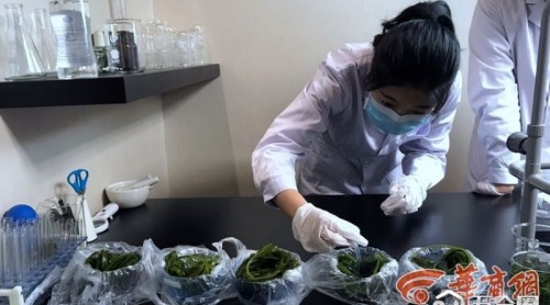 好奇心丨市場(chǎng)上海帶含甲醛？6份樣品均未檢出