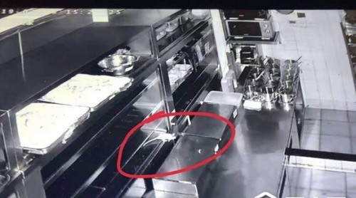 上?！巴馄偶摇币婚T店老鼠竟爬上后廚案板 監(jiān)管部門已立案調查