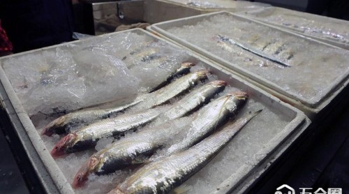 全面禁捕之后，刀魚為何還在市場上“橫行”？