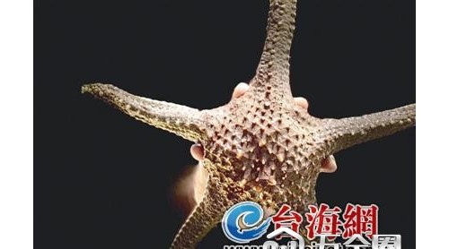 “派大星”也能吃？能，但有講究