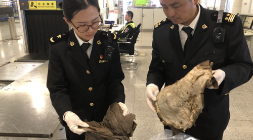 成都雙流機場旅檢渠道首次截獲牛毛肚 重約23斤