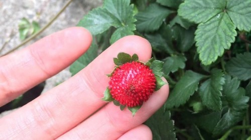 有毒！草叢里小紅果鮮艷誘人 醫(yī)生：這是蛇莓 可別誤食