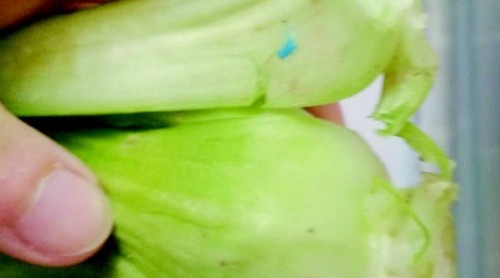 油菜葉上為啥有藍(lán)色“橡皮泥” 專家：屬低毒農(nóng)藥