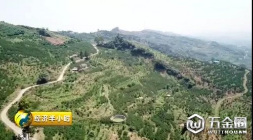 兩三毛錢無人問津？如今賣六元還遭瘋搶！“網(wǎng)紅”水果是怎樣煉成的？