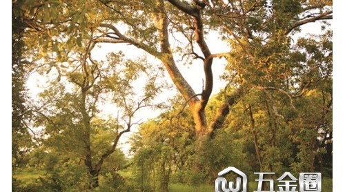 自帶青春氣息的榆綠木，是這樣煉成的