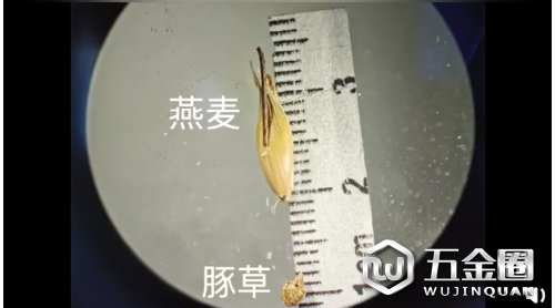 全國口岸首次！天津海關從美國進境燕麥種子中檢出有害生物豚草